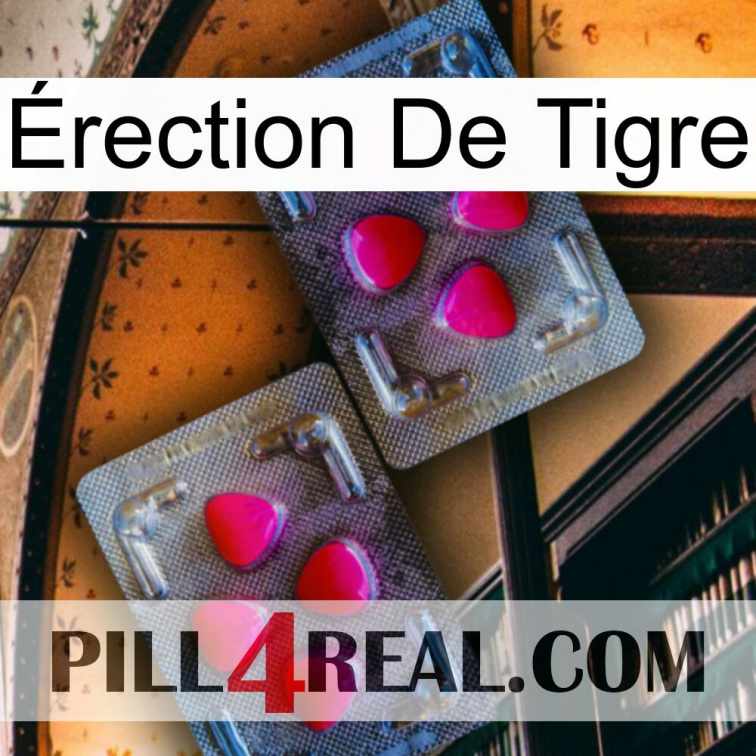 Érection De Tigre 15